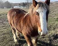 gypsy-vanner-horse