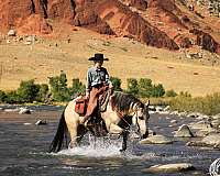 cowboy-mounted-shooting-quarter-horse