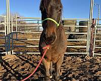 2023-bay-roan-gelding-quarter-horse