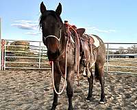 aqha-blue-chip-045-quarter-horse