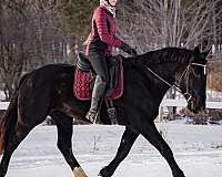 all-around-friesian-horse