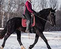 draft-x-friesian-horse