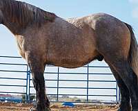 blue-oran-draft-horse