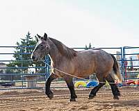 blue-oran-gelding