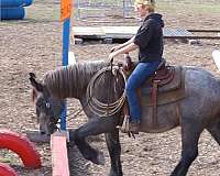 blue-roan-black-stockings-horse