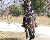 athletic-draft-horse