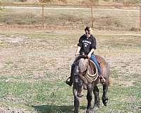 beginner-draft-horse