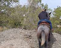 calf-roping-draft-horse