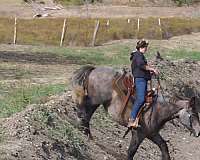 equitation-draft-horse