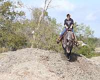 harness-draft-horse