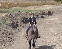 parade-draft-horse