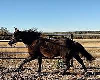 sweet-riding-quarter-horse