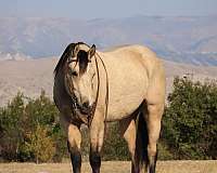 ranch-quarter-horse