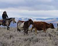 reined-cow-quarter-horse