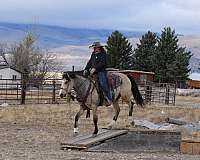 trail-quarter-horse