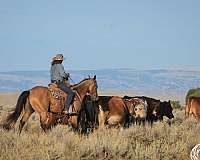 trail-riding-quarter-horse