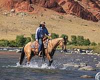 ranch-quarter-horse