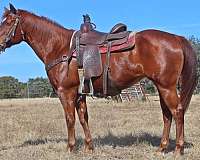 beginner-quarter-horse