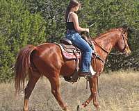 horsemanship-quarter-horse