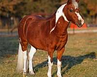 athletic-welsh-pony