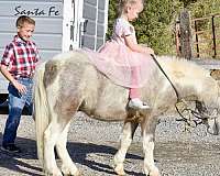 buckskin-pony-gelding