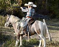 buckskin-driving-pony