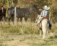 buckskin-kid-safe-pony