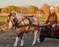 buckskin-parade-pony