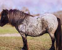 athletic-miniature-pony