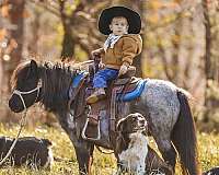 kid-safe-miniature-pony