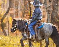 blue-roan-miniature-mare