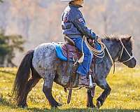 trail-riding-miniature-pony