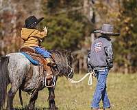 blue-roan-athletic-pony