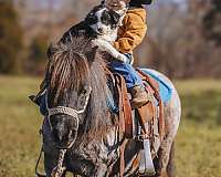 blue-roan-kid-safe-pony