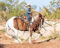 barrel-racing-pony