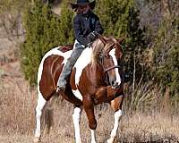 trail-riding-pony