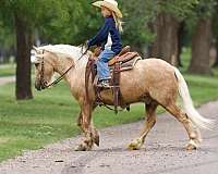 athletic-gypsy-vanner-pony