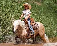 beginner-gypsy-vanner-pony