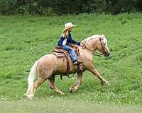 companion-gypsy-vanner-pony