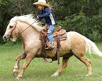 parade-gypsy-vanner-pony