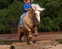 ridden-western-gypsy-vanner-pony