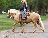 trail-riding-gypsy-vanner-pony