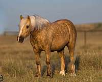 palomino-all-around-pony