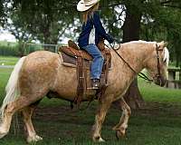 palomino-gypsy-vanner-gelding