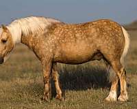 youth-gypsy-vanner-pony