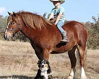 all-around-gypsy-vanner-pony