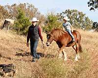 athletic-gypsy-vanner-pony