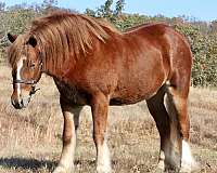 beginner-gypsy-vanner-pony