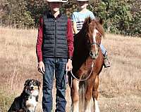 companion-gypsy-vanner-pony