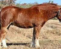 driving-gypsy-vanner-pony